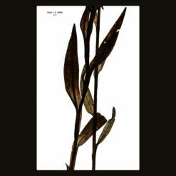 Maja S. K. Ratkje <br> Sult - LTD (LP)