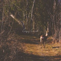 Crispy Carrot <br> Animal Kingdom (LP)