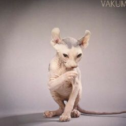 Vakum <br> Knot EP (12")