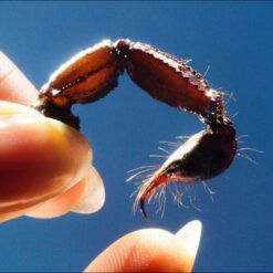 Squid <br> Cowards (LP)